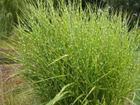 Miscanthus Zebrinus.jpg_sjpg